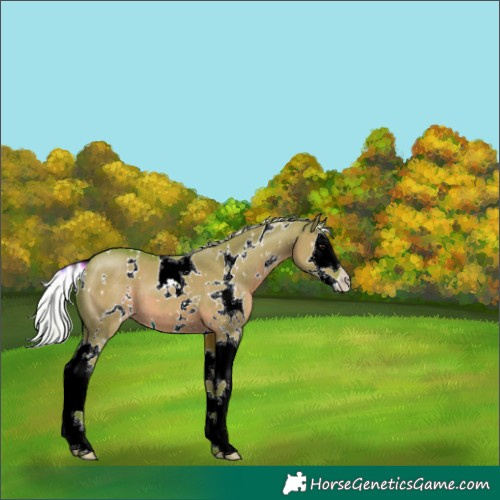 Horse Color:Watercolor White Spotted Silver Grullo Splash 