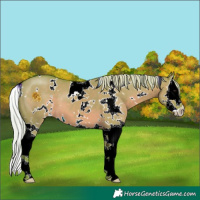 Horse Color:Watercolor White Spotted Silver Grullo Splash