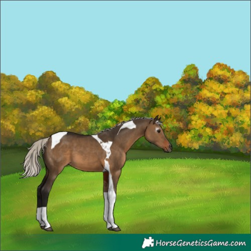 Horse Color:Gray Silver Brown Dun Tobiano 