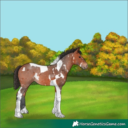 Horse Color:White Spotted Bay Tobiano 