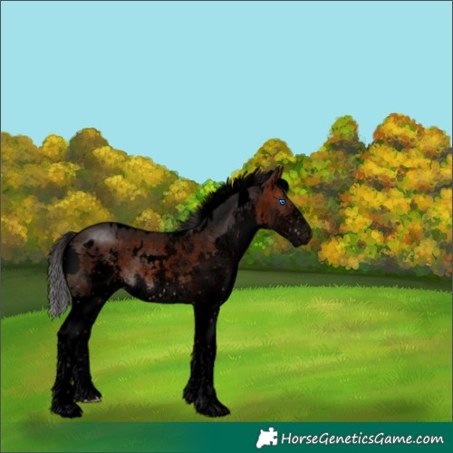 Horse Color:Void White Spotted Brown Sabino Splash