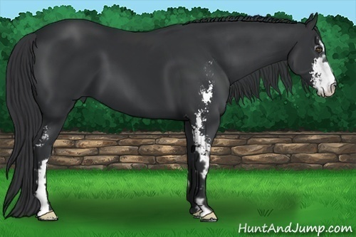 Horse Color:Black Sabino Frame