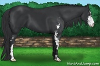 Horse Color:Black Sabino Frame