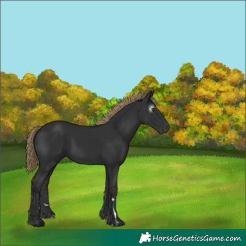Horse Color:Gray Liver Chestnut 