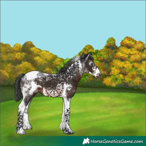 Horse Color:Gray Brown Tobiano Frame Appaloosa 