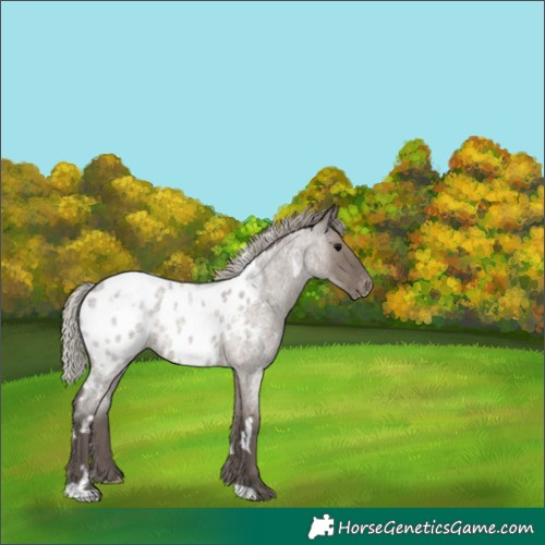 Horse Color:White Spotted Silver Grullo Roan Appaloosa 