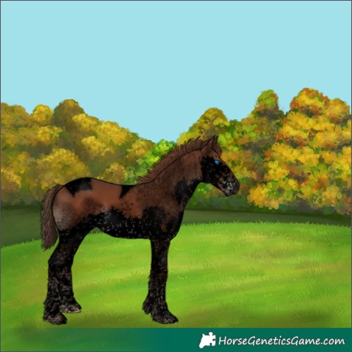 Horse Color:Void Liver Chestnut Splash Tobiano 