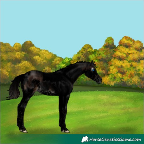 Horse Color:Gray Void Liver Chestnut Splash Tobiano 
