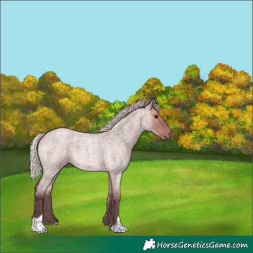Horse Color:Silver Bay Roan Dun 