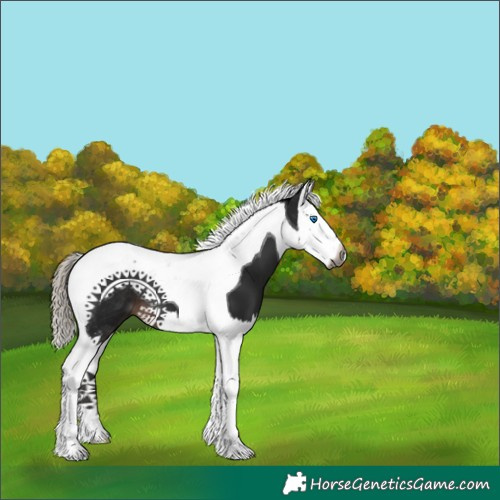 Horse Color:Gray Silver Brown Splash Tobiano 