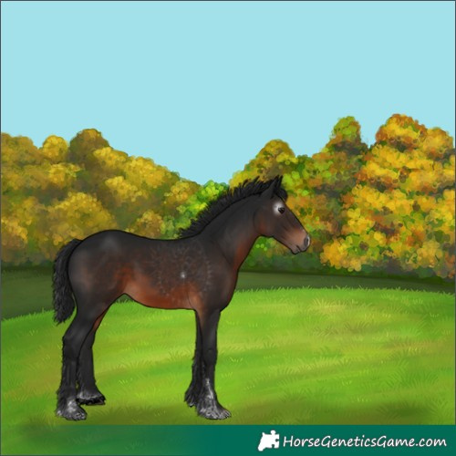 Horse Color:Gray Brown 