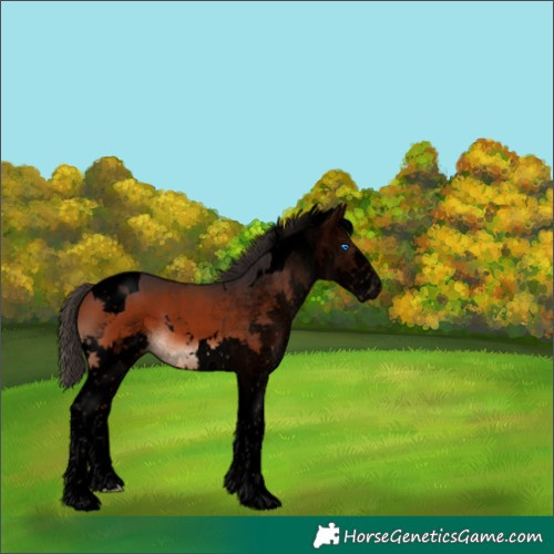 Horse Color:Void Bay Splash Tobiano 