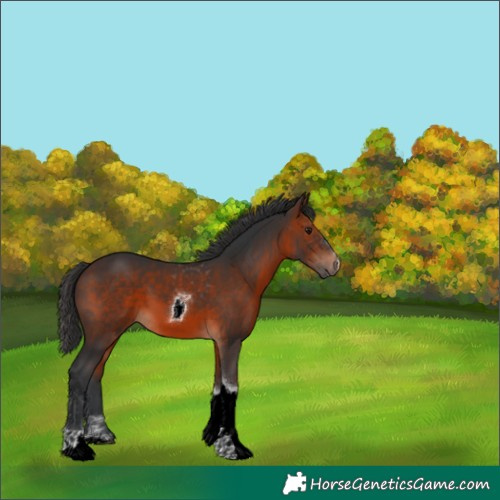 Horse Color:Brown Tobiano 