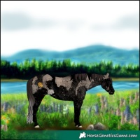 Horse Color:Void Brown Dun Sabino Splash Tobiano Appaloosa 