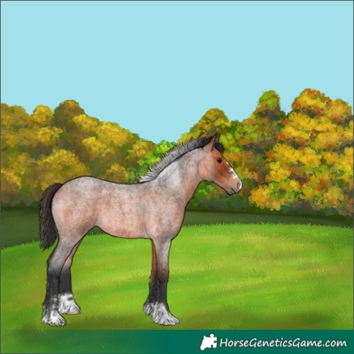 Horse Color:Bay Roan 