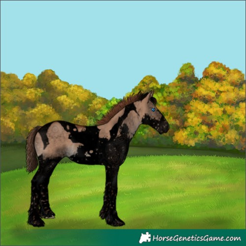 Horse Color:Void Liver Red Dun Splash Tobiano Rabicano 