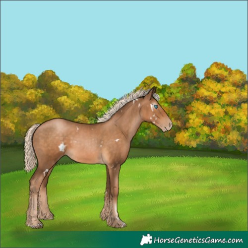 Horse Color:Gray White Spotted Chocolate Palomino Pearl 