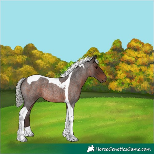 Horse Color:Silver Brown Roan Tobiano Rabicano 