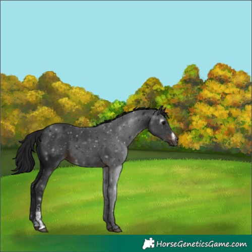 Horse Color:Gray Brown Sabino 
