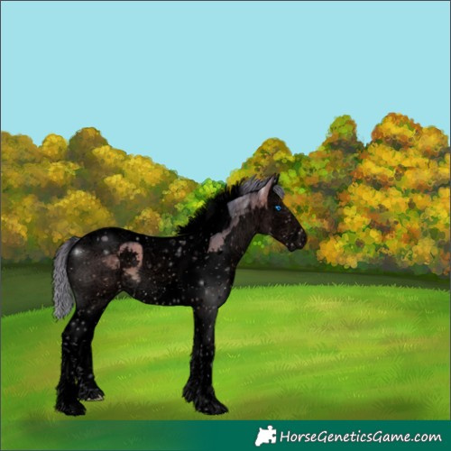 Horse Color:Void Watercolor Bay Splash Tobiano Appaloosa