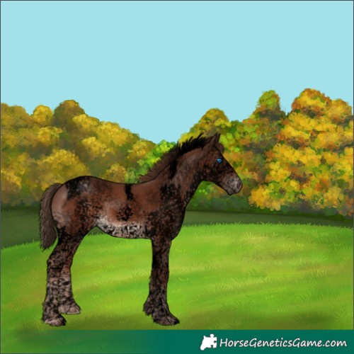 Horse Color:Void Liver Chestnut Splash Tobiano Frame Rabicano 