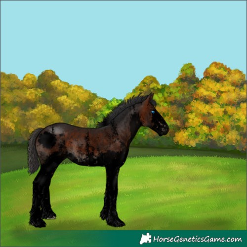 Horse Color:Void Brown Sabino Splash Rabicano 