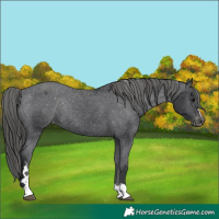 Horse Color:Black Varnish Rabicano