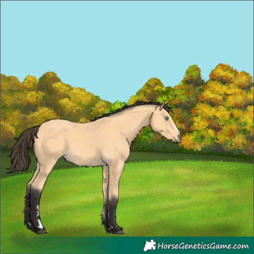 Horse Color:Buckskin 