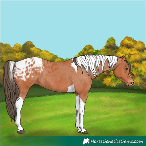 Horse Color:Bay Tobiano Blanket Rabicano