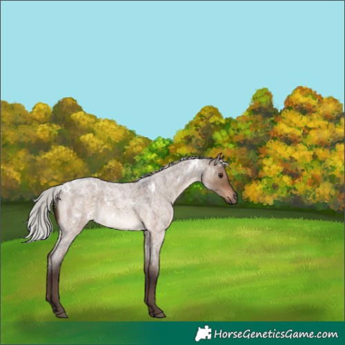 Horse Color:White Spotted Silver Brown Roan Dun Rabicano 