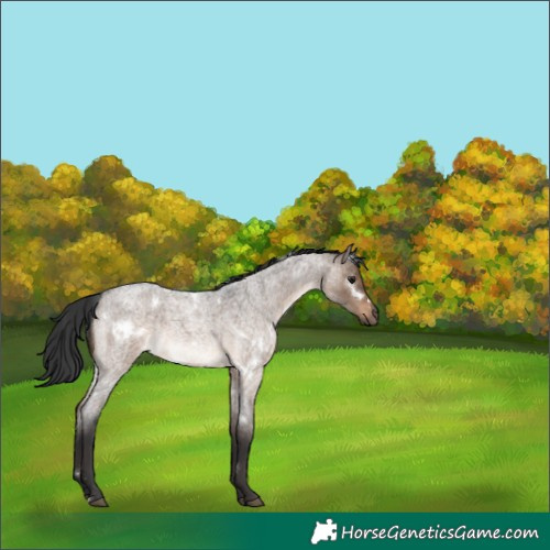Horse Color:White Spotted Brown Roan Dun Rabicano 