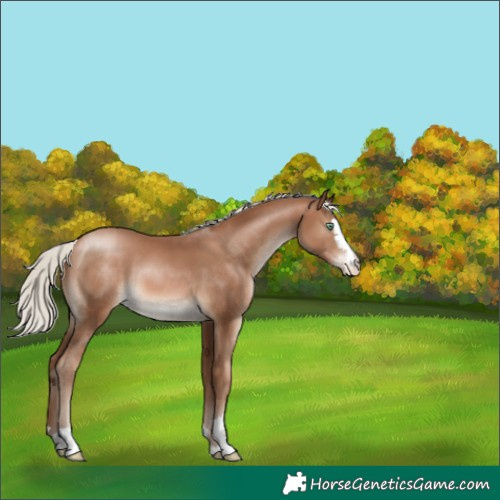 Horse Color:Unknown 