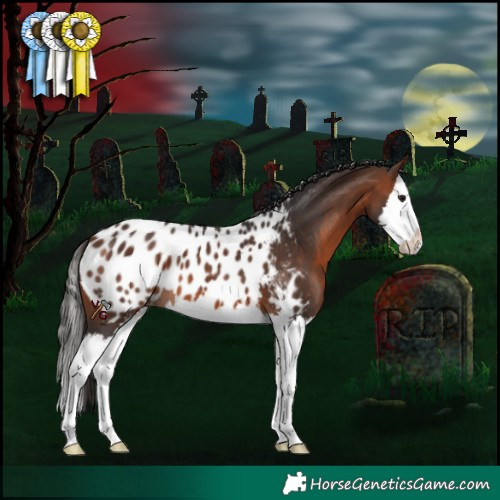 Horse Color:Brown Sabino Splash Appaloosa 
