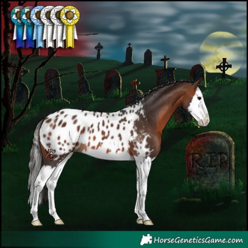 Horse Color:Brown Sabino Splash Near Leopard 