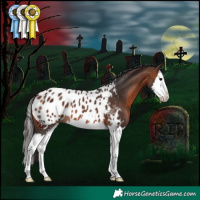 Horse Color:Brown Sabino Splash Appaloosa