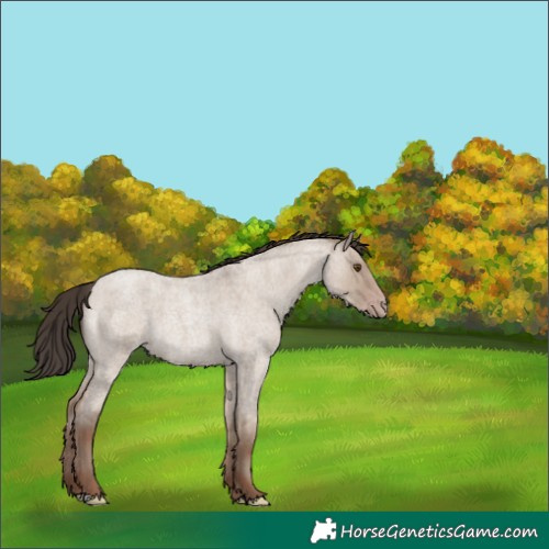 Horse Color:Classic Champagne Roan Dun 