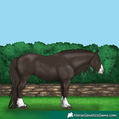 Horse Color:Liver Chestnut 