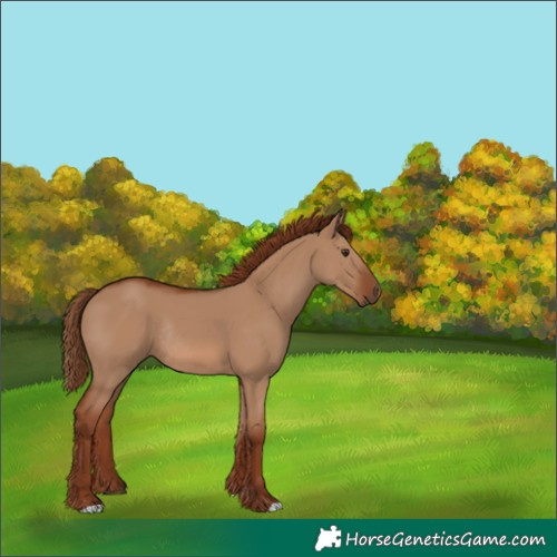 Horse Color:Red Dun Rabicano