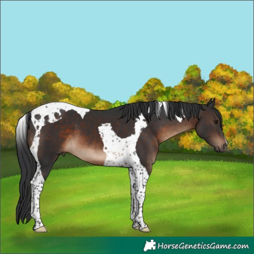 Horse Color:Brown Tobiano 