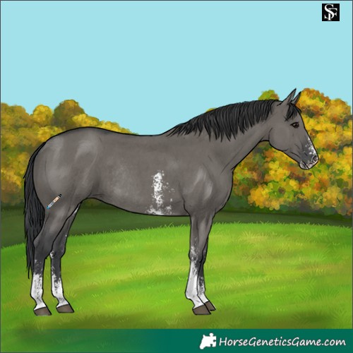 Horse Color:Grullo Sabino Rabicano 