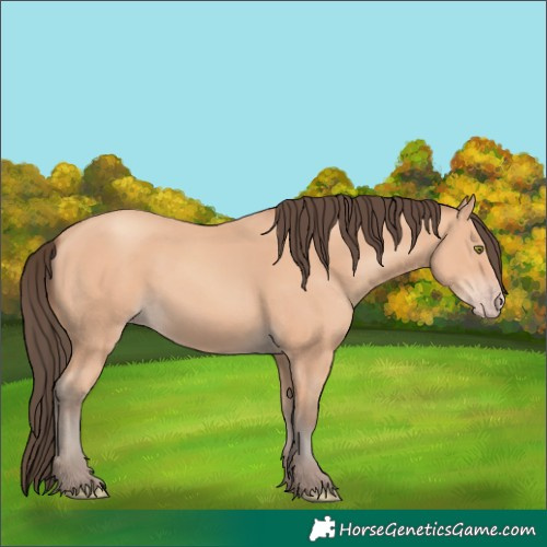 Horse Color:Amber Champagne 