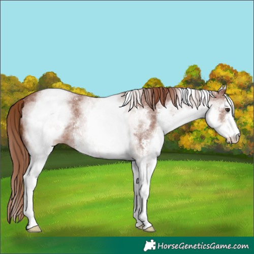 Horse Color:White Spotted Chestnut Sabino Rabicano 