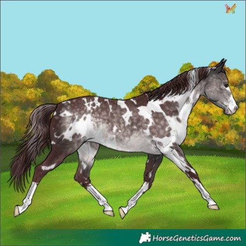 Horse Color:Platinum White Spotted Chocolate Buckskin 