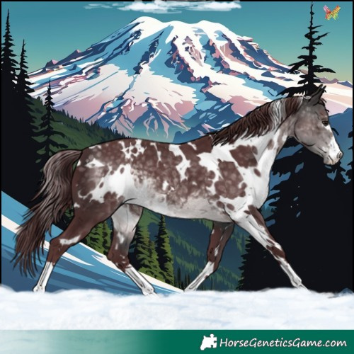 Horse Color:Platinum White Spotted Chocolate Buckskin 
