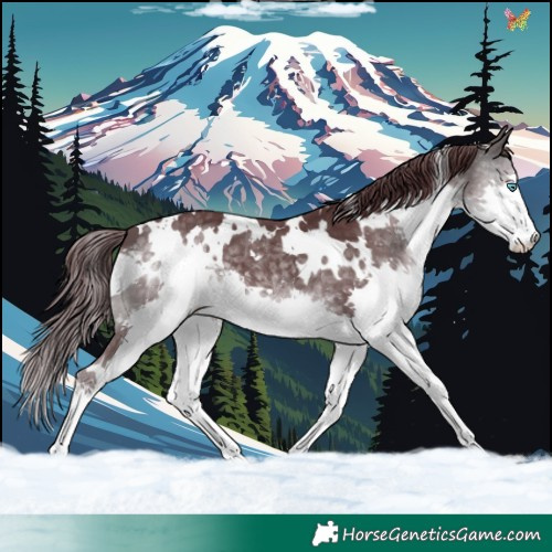 Horse Color:Platinum White Spotted Chocolate Buckskin Splash 