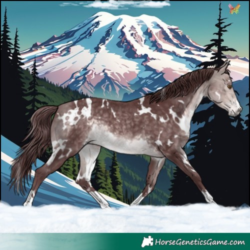 Horse Color:Platinum White Spotted Chocolate Buckskin 
