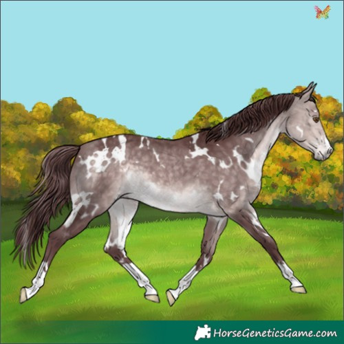 Horse Color:Platinum White Spotted Chocolate Buckskin 
