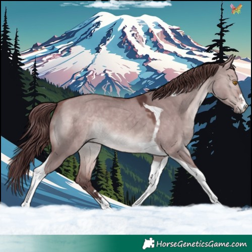 Horse Color:Platinum Chocolate Brown Dun Tobiano 