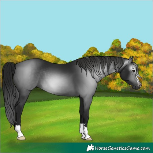 Horse Color:Gray Black 