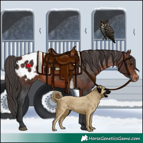 Horse Color:Brown Appaloosa 